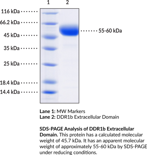 DDR1b Extracellular Domain (human, recombinant)