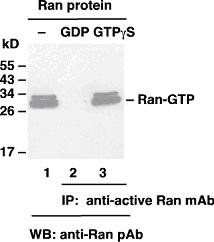Anti-Active Ran, monoclonal