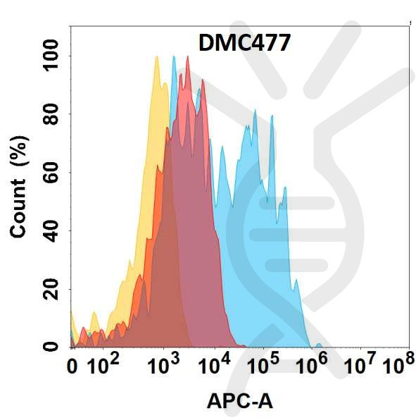 Anti-CCR6 antibody(DMC477), IgG1 Chimeric mAb
