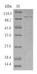 Tripartite motif-containing protein 5 (TRIM5), human, recombinant