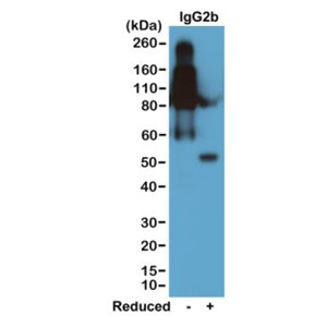 Anti-IgG2b (mouse), Rabbit Monoclonal (RM108)