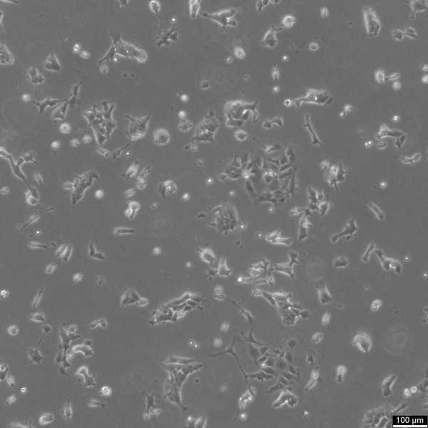 P19 Cells