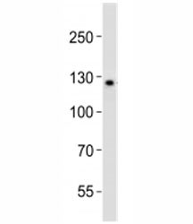 Anti-LIFR