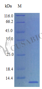 BRAK protein (Cxcl14) (Active), rat, recombinant