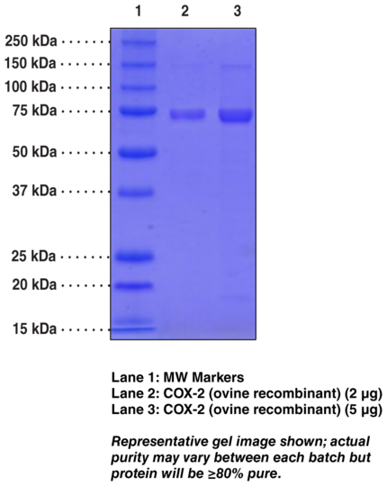 COX-2 (ovine, recombinant)