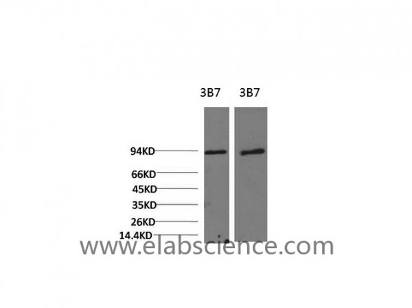 Anti-PI 3 kinase p85 alpha, clone 3B7
