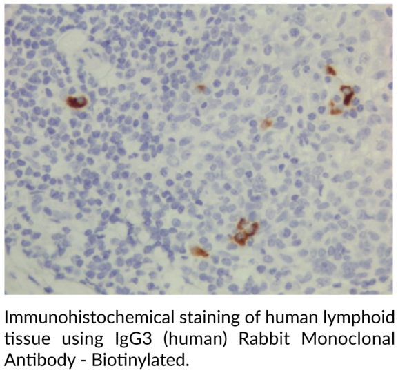 Anti-IgG3 (human) Rabbit Monoclonal Antibody - Biotinylated (Clone RM119)