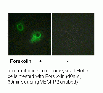 Anti-VEGFR2 (Ab-1054)