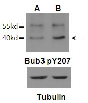 Anti-phospho-Bub3 (Tyr207)