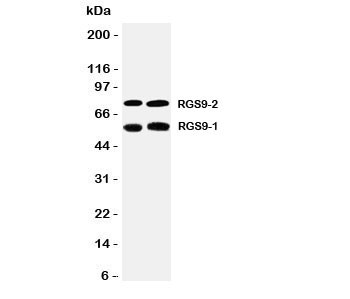 Anti-RGS9