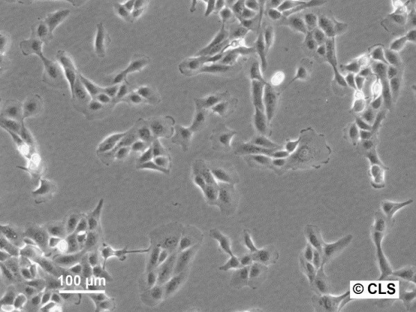 MDBK (NBL-1) Cells