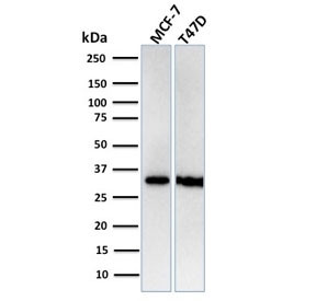 Anti-RPA32 / Replication Protein A2, clone RPA2/3140R