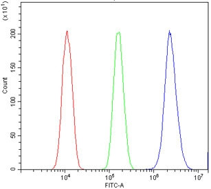Anti-TIF1 alpha / TIF1A / TRIM24