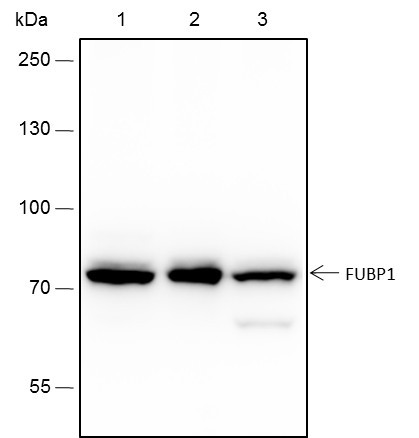 Anti-Recombinant FUBP1, clone A226