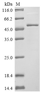 Protein unc-13 homolog A (UNC13A), partial, human, recombinant