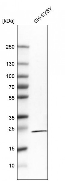 Anti-RGS5, clone CL5568