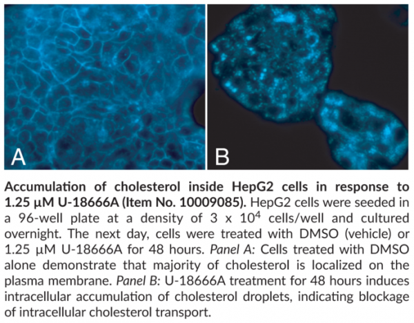 Cholesterol Cell-Based Detection Assay Kit
