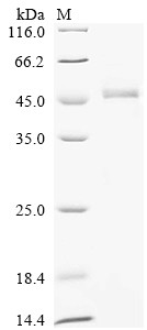 O-phosphoseryl-tRNA (Sec) selenium transferase (SEPSECS), human, recombinant
