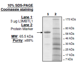 L3MBTL1, human recombinant protein