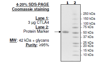 CTLA4 (CD152), Fc fusion, Biotin-labeled (Human)