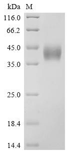 Low affinity immunoglobulin gamma Fc region receptor III (FCGR3A), partial, Biotinylated, Macaca fas