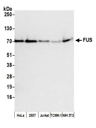 Anti-FUS Recombinant Monoclonal