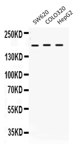 Anti-LIFR