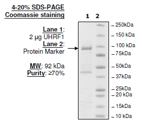 UHRF1, human recombinant protein