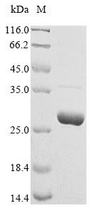 Chorionic somatomammotropin hormone protein (CSH1), human, recombinant