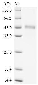 Zinc transporter ZIP6 (Slc39a6), partial, rat, recombinant