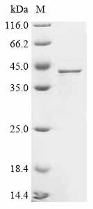 Gastric triacylglycerol lipase (LIPF), recombinant human
