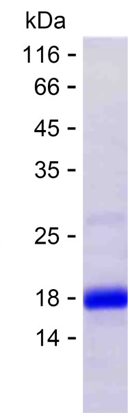 Recombinant Human ARL6IP4 Protein
