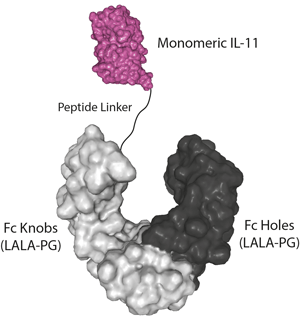 IL-11 (human) (monomeric):Fc (LALA-PG)-KIH (human) (rec.)