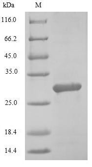 Transcription factor MafK (Mafk), mouse, recombinant