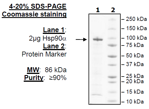 Hsp90a, active human recombinant protein