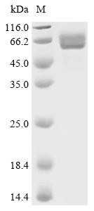 Pneumolysin (ply), recombinant Streptococcus pneumoniae