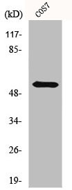 Anti-HBP1