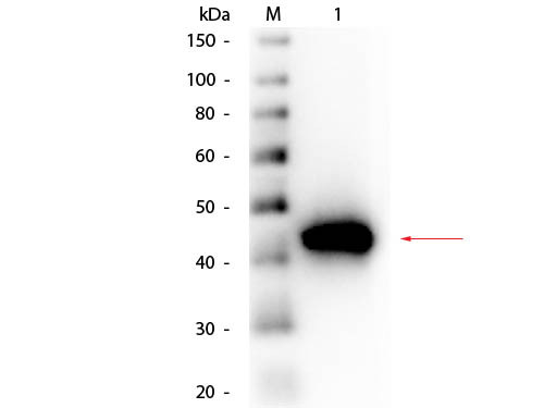 Anti-PEPSIN, Peroxidase Conjugated