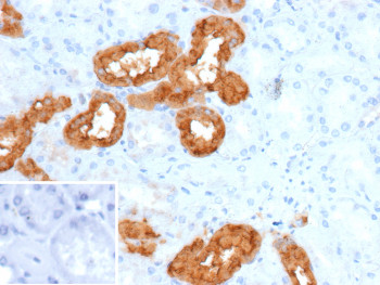 Anti-Calbindin / CALB1, clone rCALB1/9805