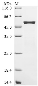 Dihydrolipoyllysine-residue succinyltransferase component of 2-oxoglutarate dehydrogenase complex (s