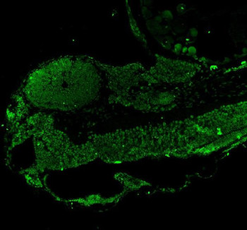 Anti-Zebrafish Leo1 / RNA polymerase-associated protein LEO1
