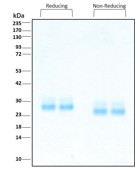 FLT3 Ligand HumanKine(R) recombinant human protein