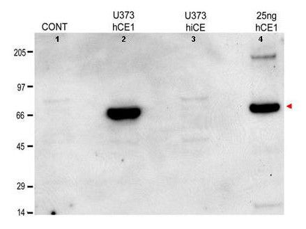 Anti-Carboxylesterase-1