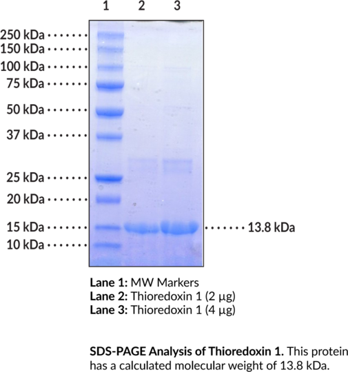 Thioredoxin 1 (mouse, recombinant, His-tagged)