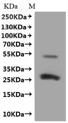 CD9 antigen (Cd9)-VLPs, recombinant mouse