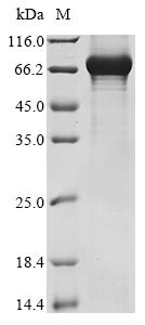 Grainyhead-like protein 2 homolog (GRHL2), human, recombinant
