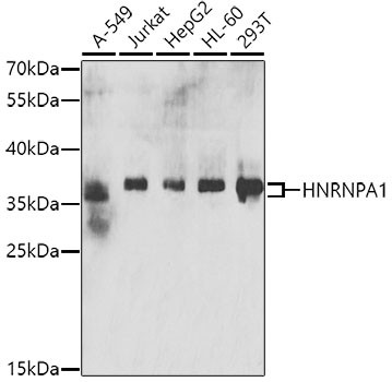 Anti-HNRNPA1