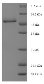 Cathepsin D (Ctsd), partial, Cricetulus griseus, recombinant