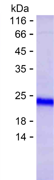 H1-0 (human), recombinant protein