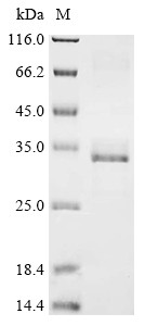 Podocin (NPHS2), partial, human, recombinant